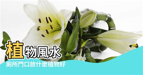 洗手間植物風水|【衛生間擺什麼植物風水好】浴室植物 